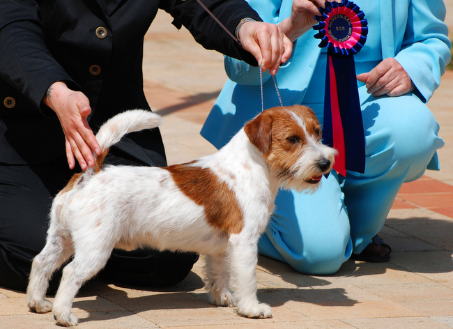 wystawa psów rasowych