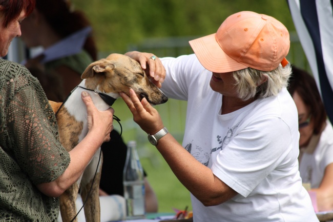 wystawa psów rasowych