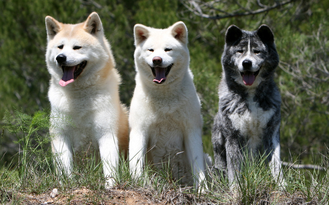 problemy z psią sierścią