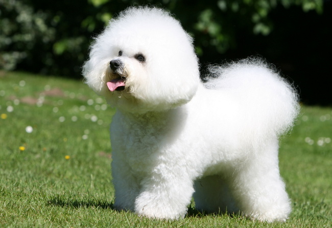 problemy z psią sierścią