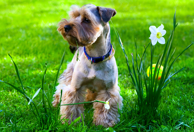 problemy z psią sierścią