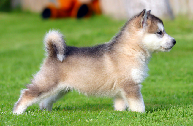 wystawa psów rasowych