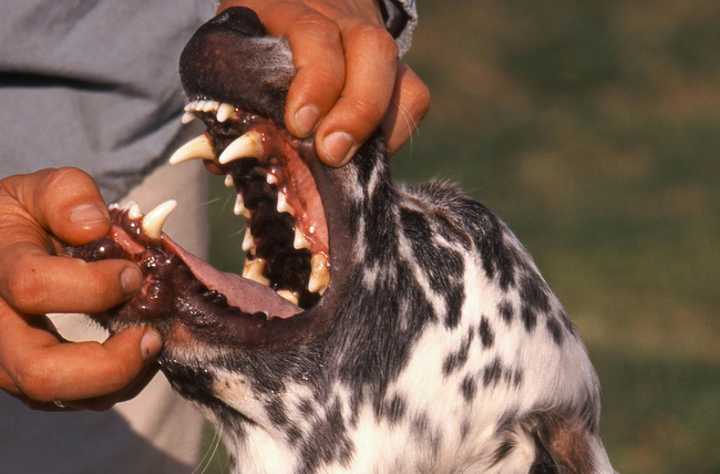 wystawa psów rasowych