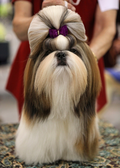 wystawy psów rasowych 