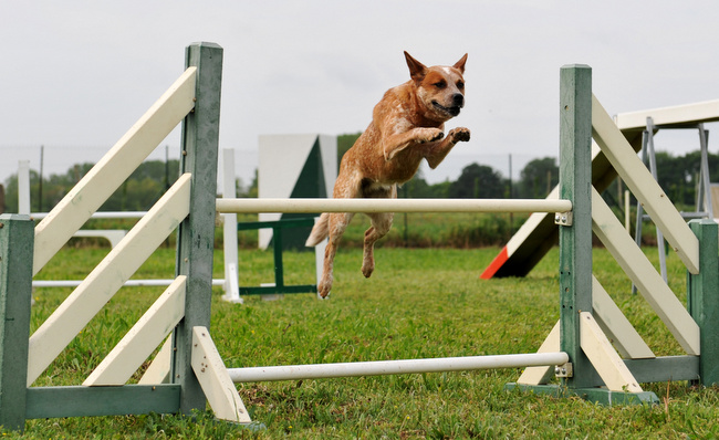 agility australian cattle dog