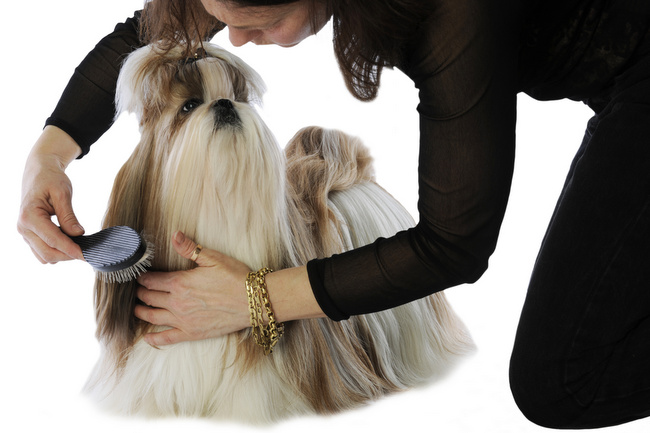 problemy z psią sierścią