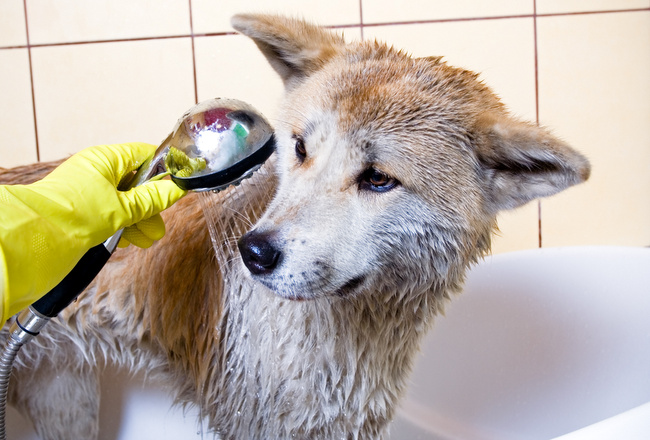 problemy z psią sierścią