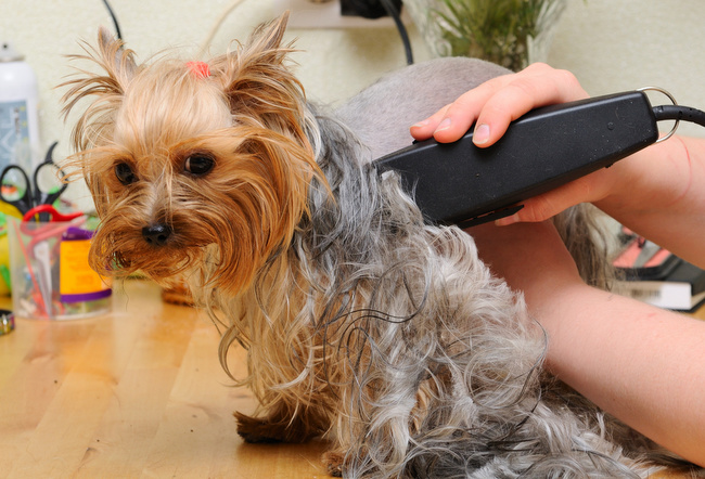 problemy z psią sierścią