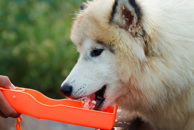 miska podróżna dla psa