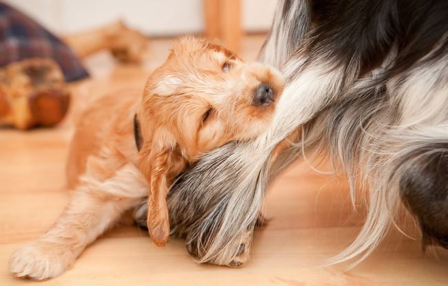 problemy z psią sierścią