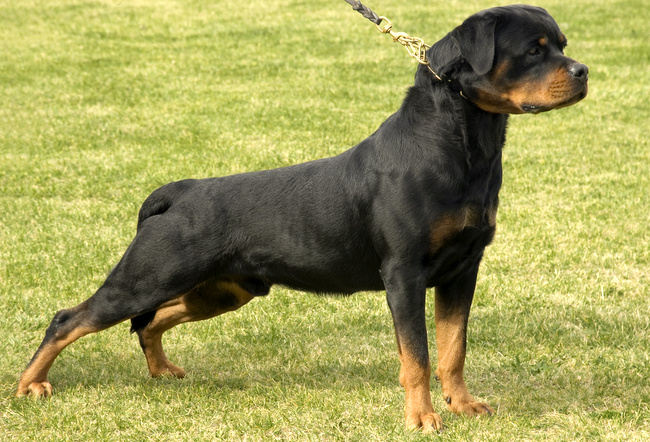 wystawa psów rasowych