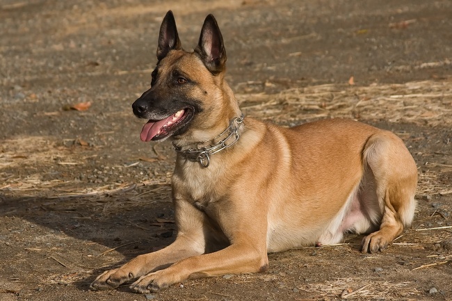 malinois charakterystyka i pielęgnacja