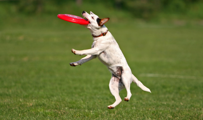 frisbee