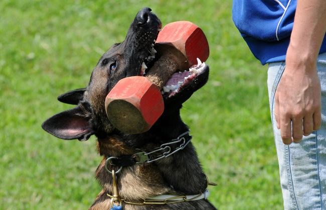 malinois charakterystyka i pielęgnacja