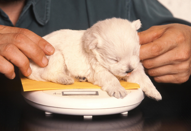 ważenie szczeniąt