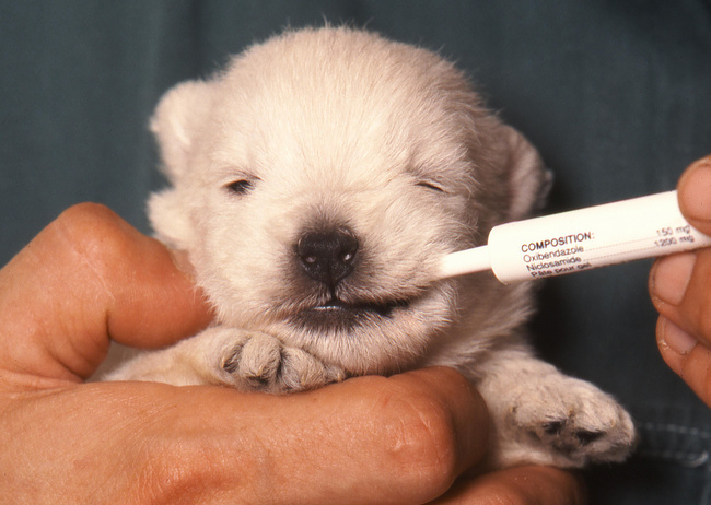 karmienie szczeniaka