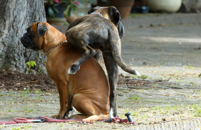 problemy z psią sierścią