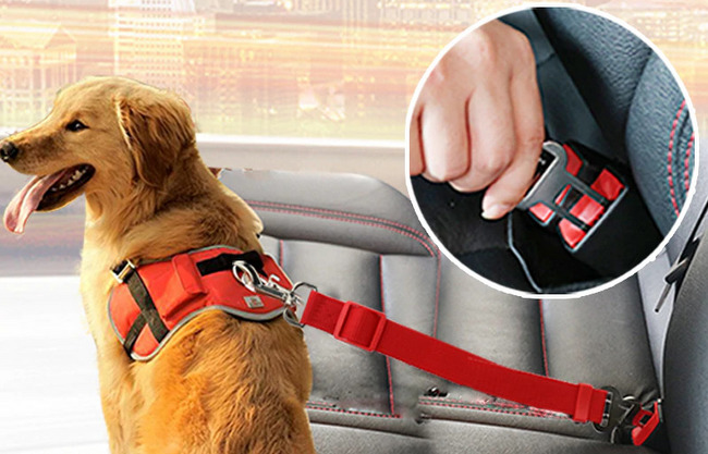 pasy samochodowe dla psa