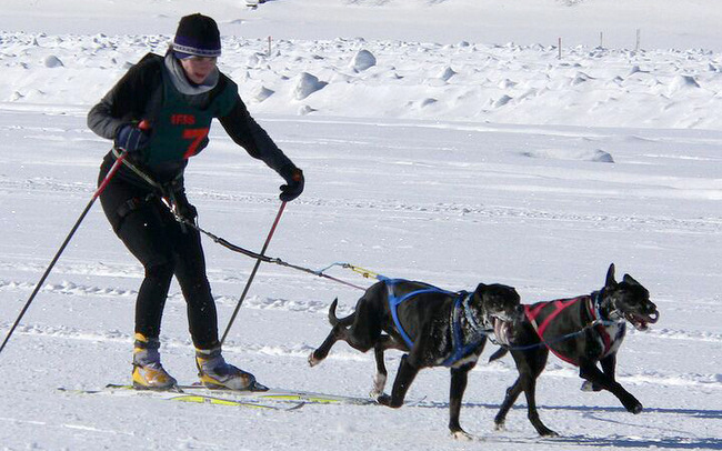 skijorking