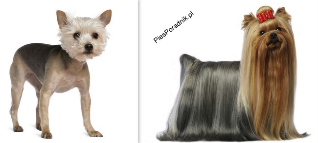 problemy z psią sierścią