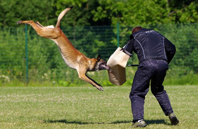malinois charakterystyka i pielęgnacja