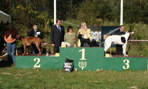 wystawa psów rasowych