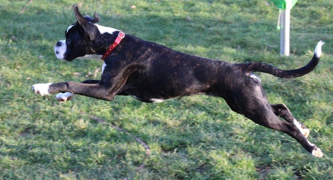 trening młodego psa