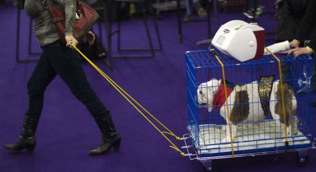 wystawa psów rasowych