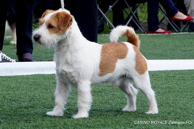 wystawa psów rasowych