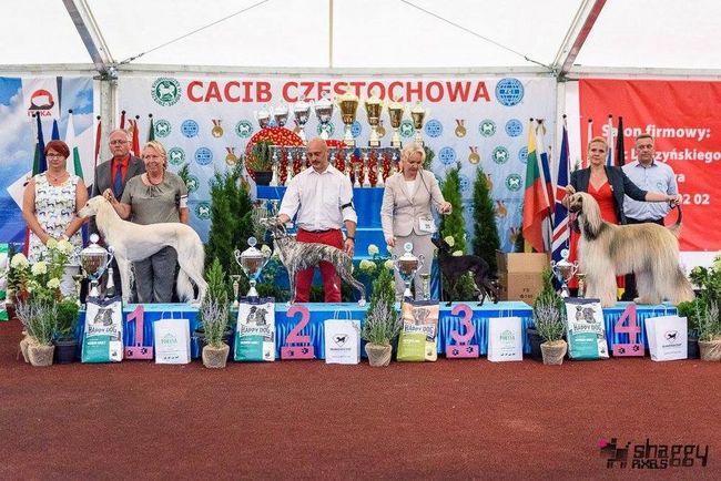 wystawa psów rasowych