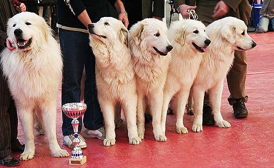 wystawa psów rasowych