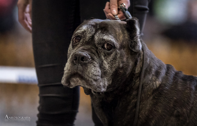 wystawa psów rasowych