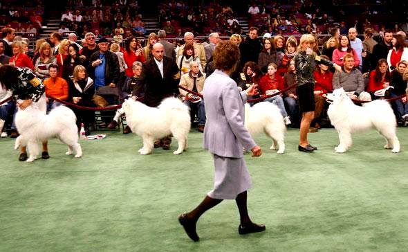 wystawa psów rasowych