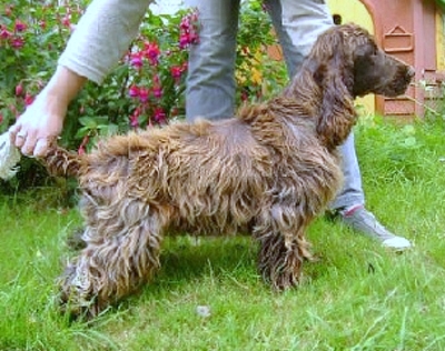 niewłaściwa pielęgnacja sierści