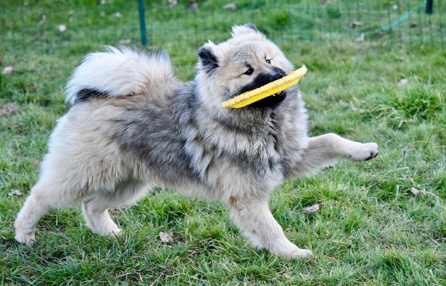 frisbee