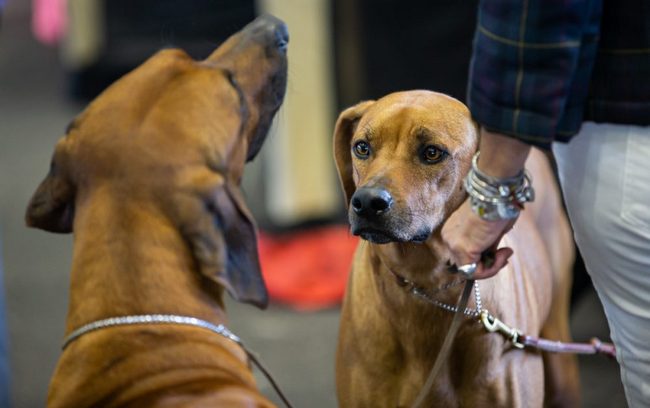 wystawa psów rasowych