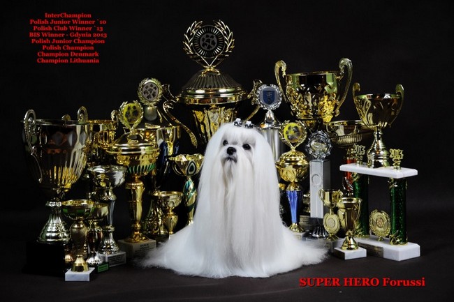 wystawa psów rasowych