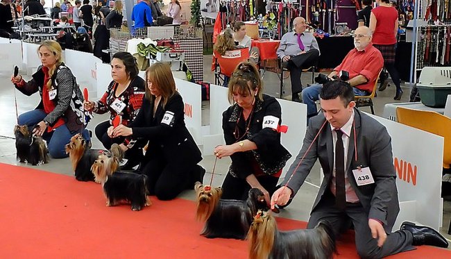 wystawa psów rasowych