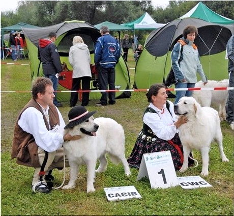 wystawa psów rasowych