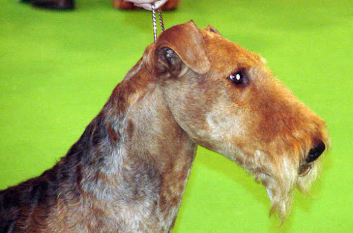 wystawa psów ekwipunek