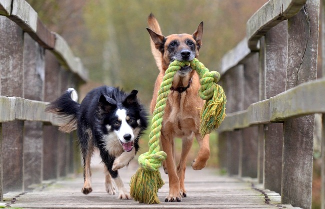 malinois charakterystyka i pielęgnacja