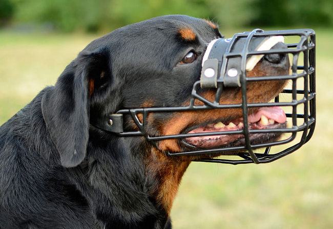 wystawa psów ekwipunek