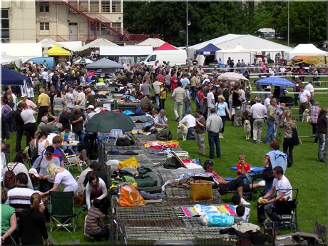 wystawa psów rasowych