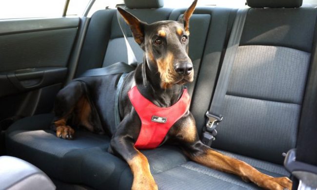 pasy samochodowe dla psa