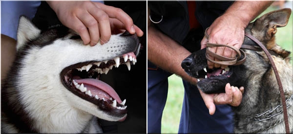 wystawa psów rasowych