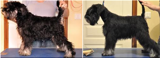 problemy z psią sierścią