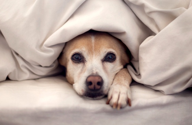 problemy skórne u psa