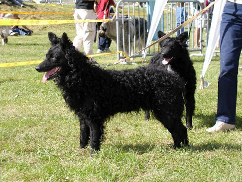 wystawa psów rasowych