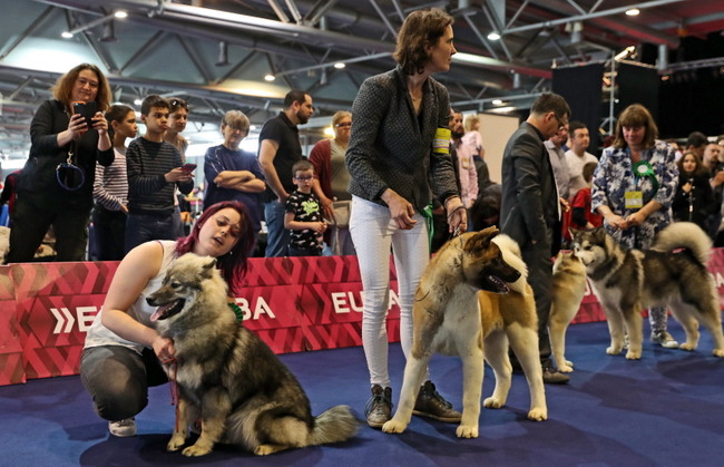 wystawa psów rasowych