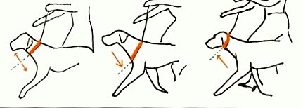 wystawa psów rasowych